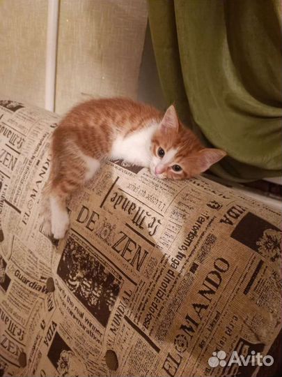 Кот котенок в дар бесплатно