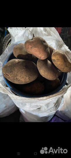 Продам картофель крупный и семенной