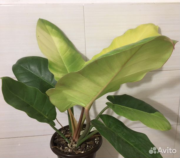Филодендрон пин тонг