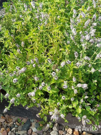 Лаванда, мята, чабрец