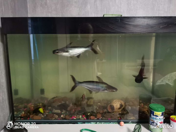 Аквариумные рыбки