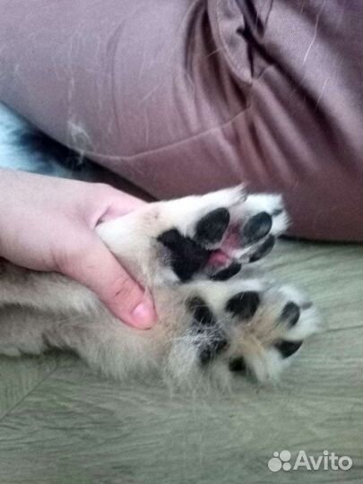 Грумер с выездом на дом