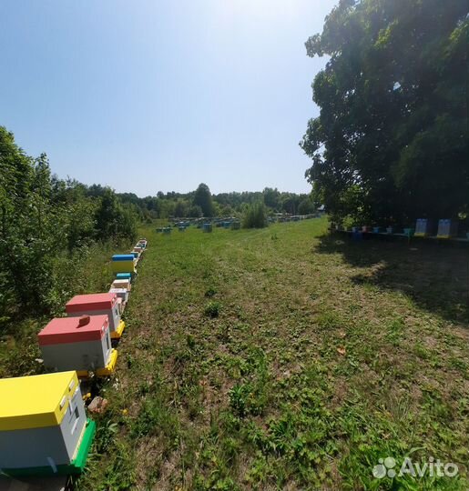 Пчеломатки карника