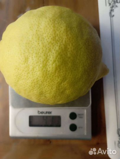 Лимон комнатный