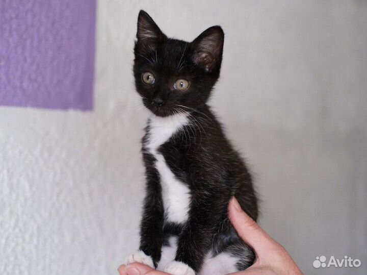 Бело-чёрный контактный котёнок мальчик