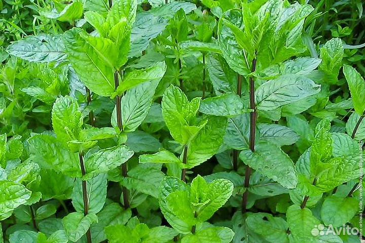 Рассада мята перечная