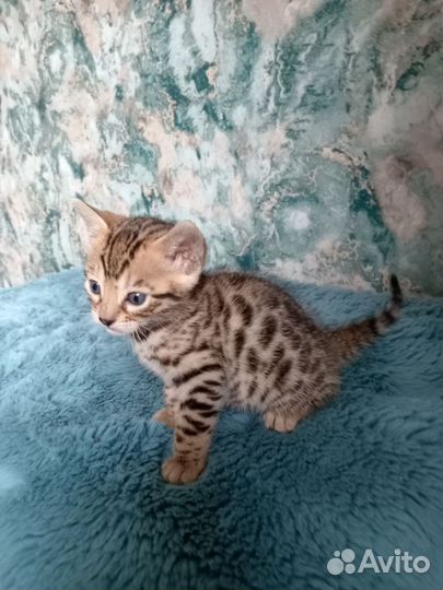 Шикарные бенгальские девочки