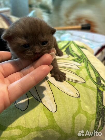 Кошки в добрые руки породистые 