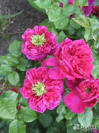 Английская роза Фишерман Френд