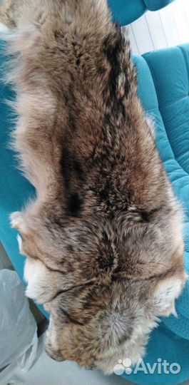 Койот шкура