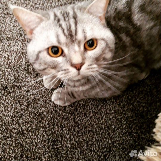 Вязка кошек