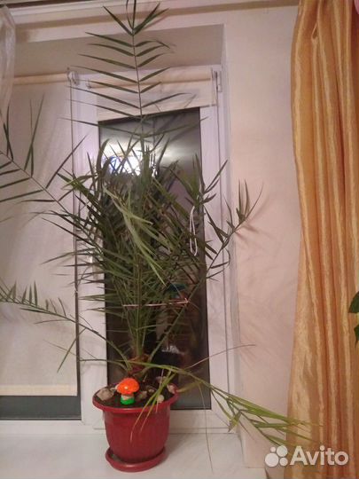 Пальма финиковая