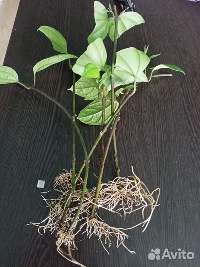 1 Плюмерия 2 цветение 3 денежное дерево