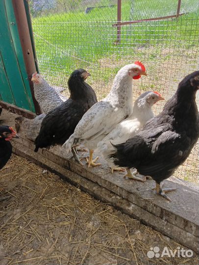 Молодые петушки на племя