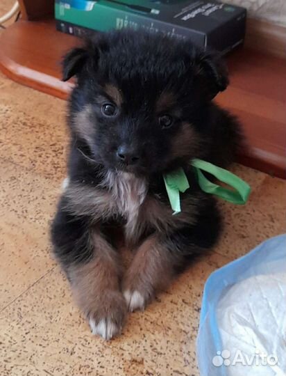 Щенки маленькой собачки