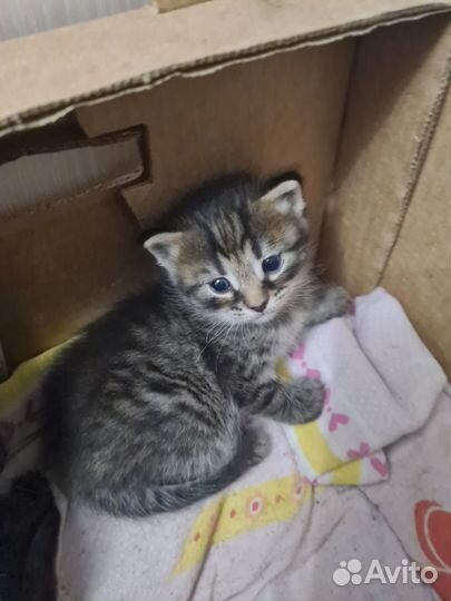 Отдам в добрые руки