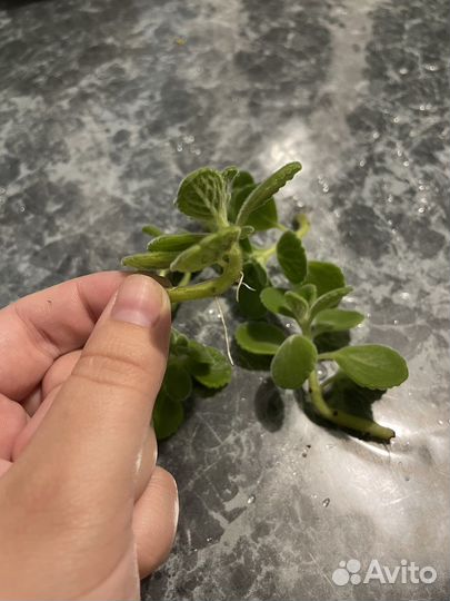 Плектрантус томентоза (комнатная мята)