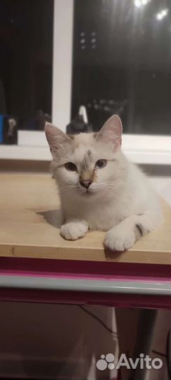 Кошечка Бусинка ищет дом