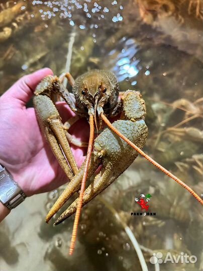 Вареные раки с доставкой