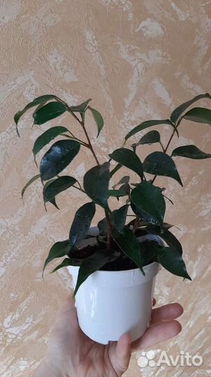 Фикус бенджамина
