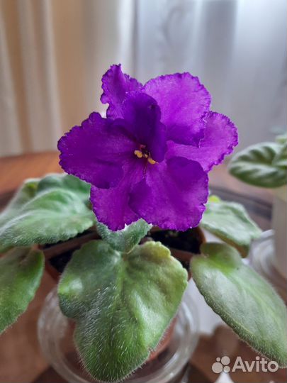 Сортовые фиалки