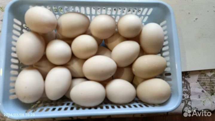 Яйцо индоутки