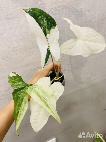 Сингониум imperial white