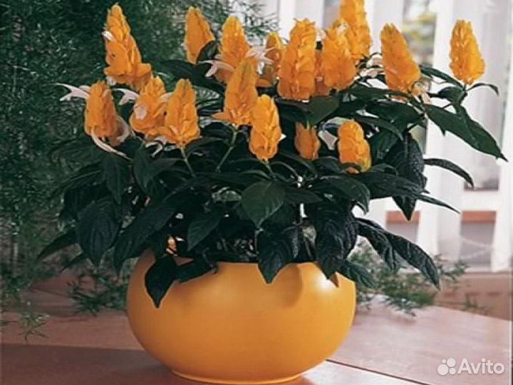 Цветущие комнатные