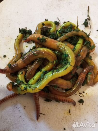 Червь дендробена