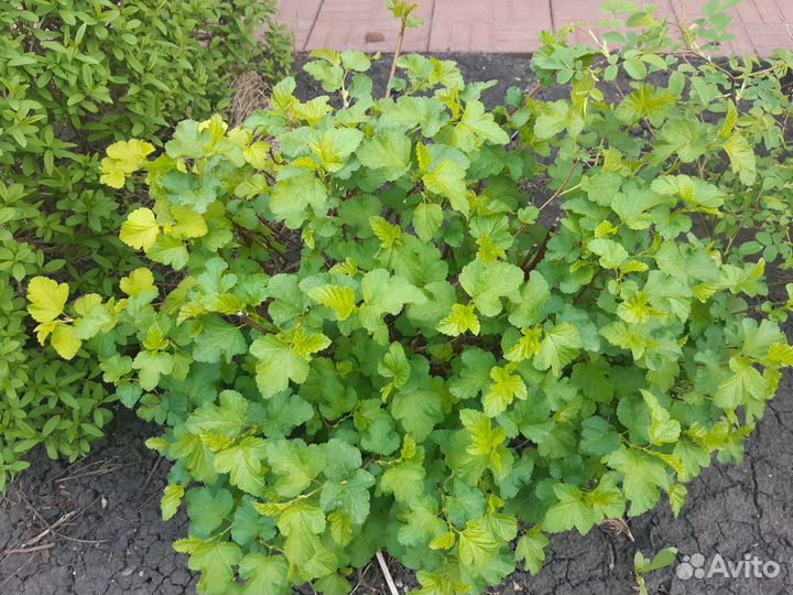 Пузыревлодник желтолистный