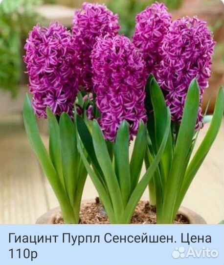 Луковицы Гиацинтов, несколько сортов