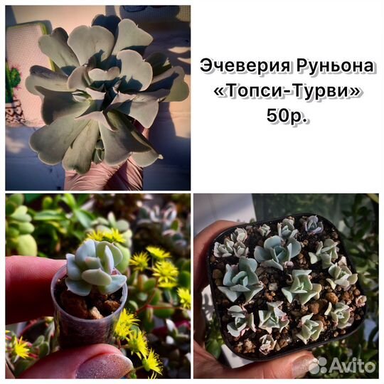 Суккуленты