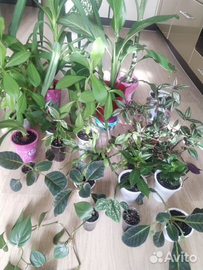 Комнатные цветы