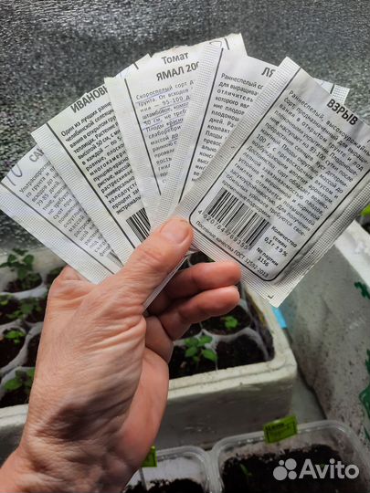 Рассада помидор