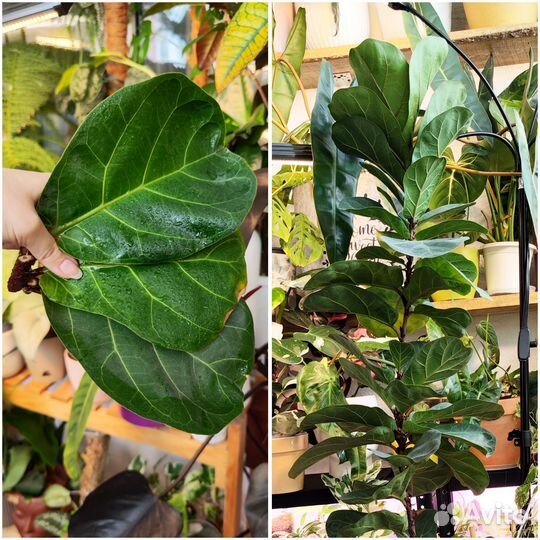 Срезы комнатных растений