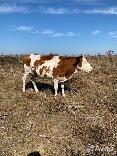 Корова стельная