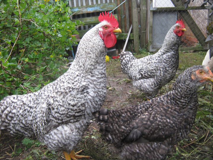 Дом 20 м² на участке 16 сот.