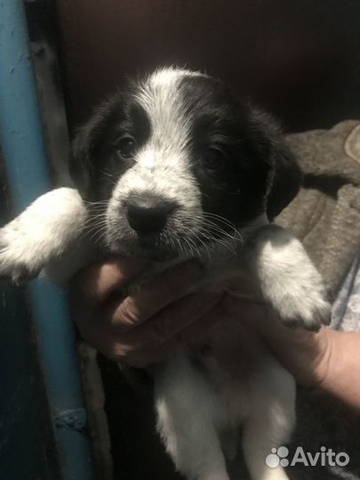 Отдадим щенков