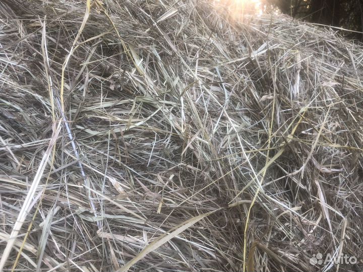 Продам сено в рулонах