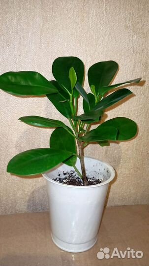 Фикус мокламе