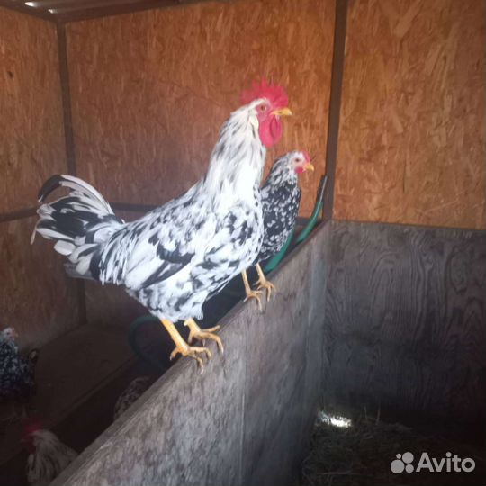 Инкубационное яйцо