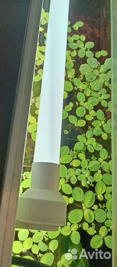 Растения пистия