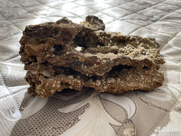 Кораллы для аквариума