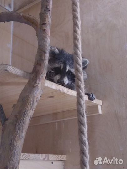 Передержка животных, выкармливание стрижей