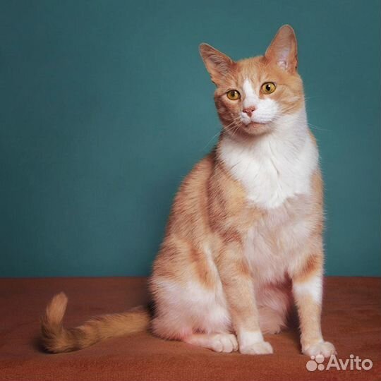 Рыжий красавец: кот-шалун и искатель приключений