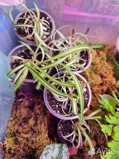 Хлорофитум кудрявый