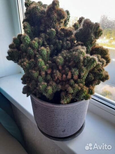 Кактус POT plateau