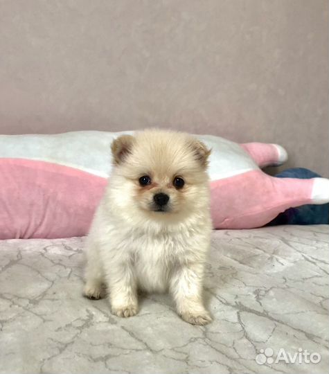 Щенки шпица