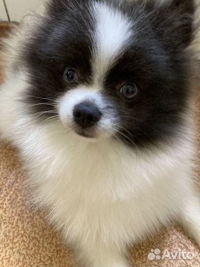 Померанский шпиц