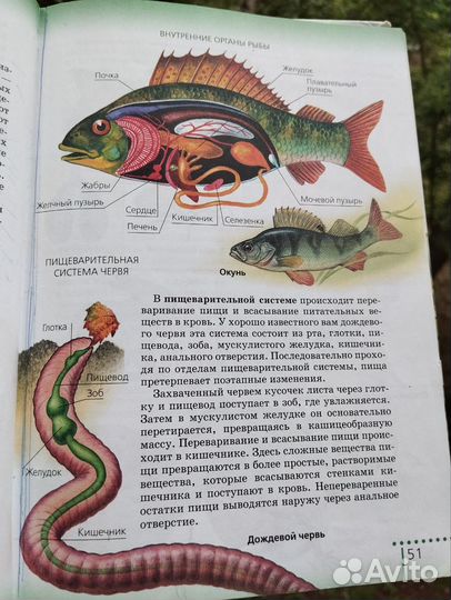 Учебник по биологии 6 класс. Н.И. Сонин